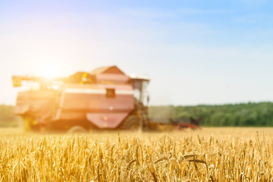 Agriculture machine harvesting golden ripe wheat in field in rays of the sun for grain export. Agriculture and farming concept, shallow dof