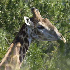 Naklejka na ściany i meble Giraffe, South Africa