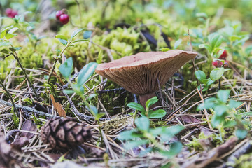 Emerging from the trees in the forest of mushrooms