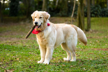 golden retriever dog with a stick on its mouth on a park on a summer day