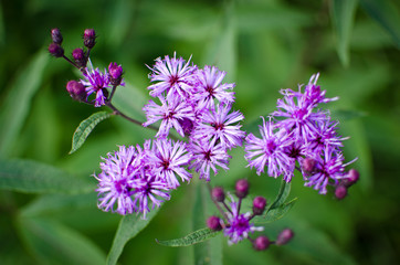 Purple Ironweed (Vernonia Fasciculata) Flowers on Green Background