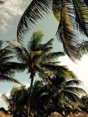 Fototapeta na wymiar Palm trees in the wind