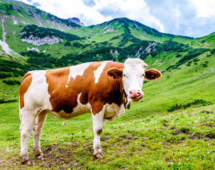 Fototapeta na wymiar cows at the european alps
