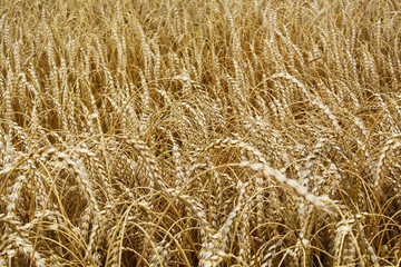 Field ears of arable land
