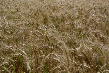 Field ears of arable land