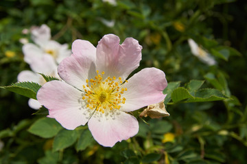 Wild rose blossom