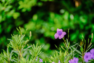 Ruellia Simplex In The Garden, At Daylight, Rural Of Thailand.