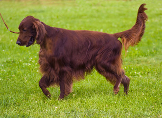 Cute Irish Setter puppy. Irish red setter.  red dog Irish setter in summer