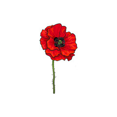 Vector red poppy flower blooming. Isolated illustration on a white background. Realistic hand drawn blossom with stem. Floral design object. Summer, spring sign, symbol.