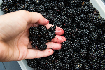 Blackberries - 167369454