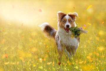 junger Australian Shepherd trägt Blumenstrauss im Maul