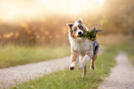 Hund, Australian Shepherd mit Blumenstrauss