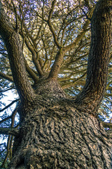 Old oak tree upview