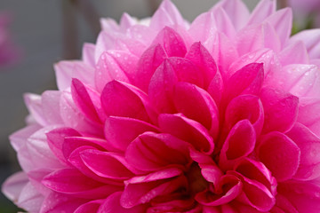 Macro image of a dahlia flower.