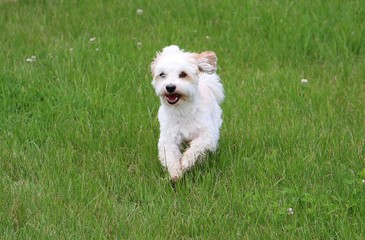 Hund macht Party im Garten