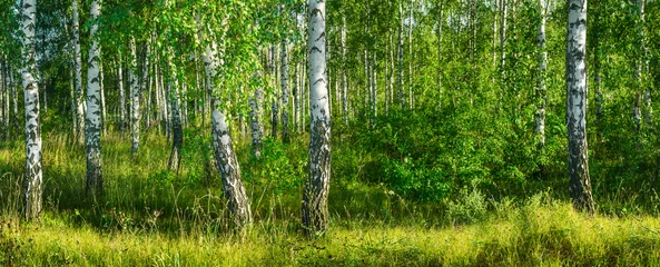 Foto op Plexiglas Berkenbos Birch grove on a sunny summer day landscape banner, huge panorama