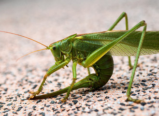 Heuschrecke mit gekrümmtem Körper