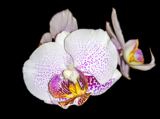 Weiße Orchidee