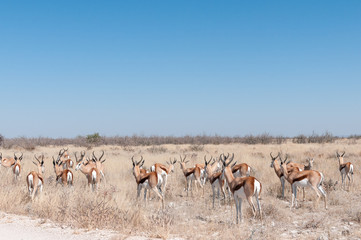 Fototapeta na wymiar Herd of a springbok, Antidorcas marsupial