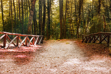 Foresta Umbra Gargano Italia Puglia
