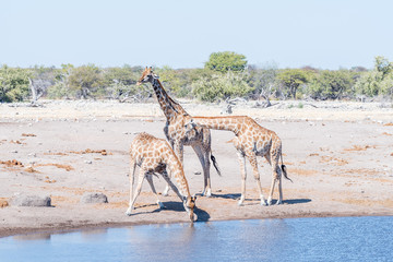 Fototapeta na wymiar Three Namibian giraffes, giraffa camelopardalis angolensis, one drinking water