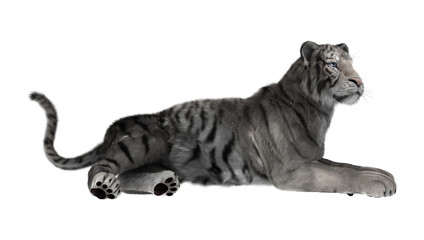 3D Rendering White Tiger on White