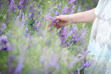 Sommerwiese
