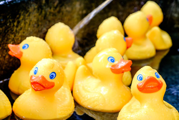 rubber ducks