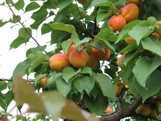 Ripe apricots hanging on the tree . Tuscany, Italy