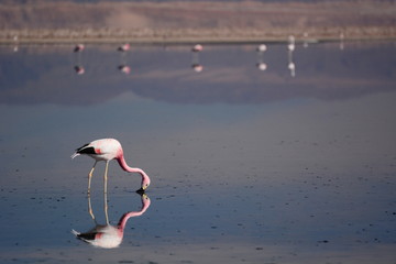 Andean flamingo at Chaxa lagoon. Los Flamencos National Reserve. San Pedro de Atacama. Chile