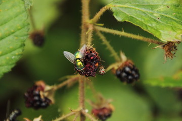 Grünmetallikfliege auf Brombeere