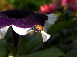 ladybird