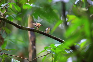 Striped Wren-Babbler (Kenopia striata) in Danum Valley, Sabah, Borneo, Malaysia 