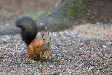 Small forest squirrel on the ground