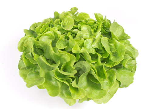 Fresh oak leaf lettuce isolated on white background