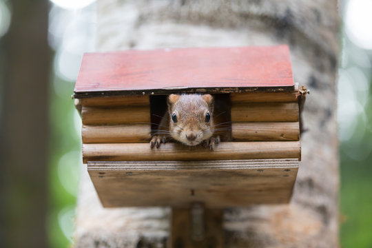 Portrait of squirrel looking out of a small house