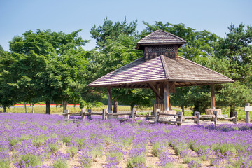 Obraz premium Wooden pavilion in the lavender field, Hokkaido, Japan 