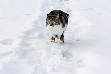 Eine kleine Katze hüpft fröhlich durch den Schnee