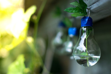 Decor of a glass bulb. Plants in a lamp with a blurred background.