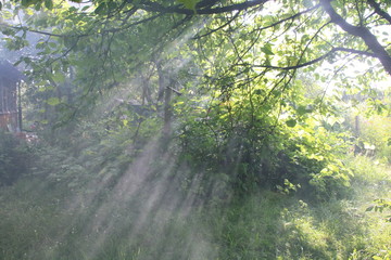 Sun rays through fog and trees at sunset