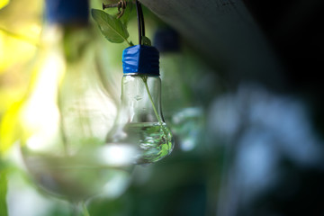 Decor of a glass bulb. Plants in a lamp with a blurred background.