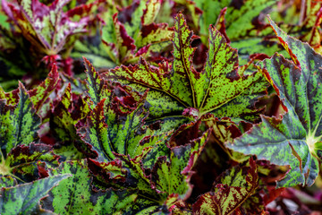 Natural green and red leaf wall, Texture background