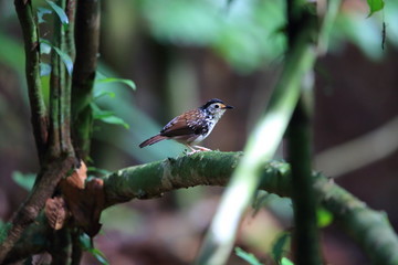 Striped Wren-Babbler (Kenopia striata) in Danum Valley, Sabah, Borneo, Malaysia 