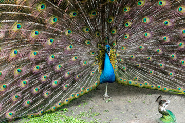 Obraz premium Close up of peacock showing its beautiful feathers - male peacock displaying his tail feathers - photographed at Saon Monastery, Dobrogea, Romania