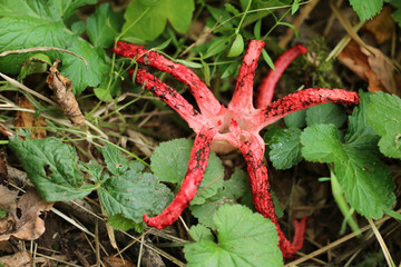 Tintenfischpilz