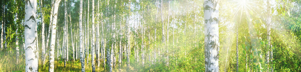 Birch grove on a sunny summer day landscape banner, huge panorama