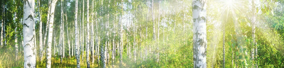 Foto op Plexiglas Berkenbos op een zonnige zomerdaglandschapsbanner, enorm panorama © rustamank