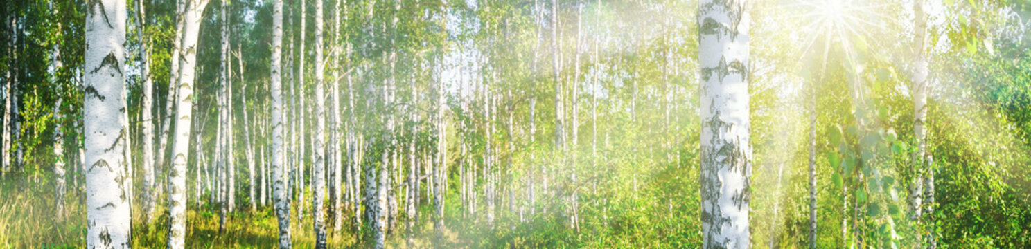 Fototapeta Brzozowy gaj na sztandarowym krajobrazie w słoneczny letni dzień, ogromna panorama