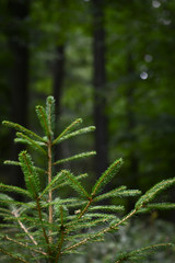 junger Baum im Wald