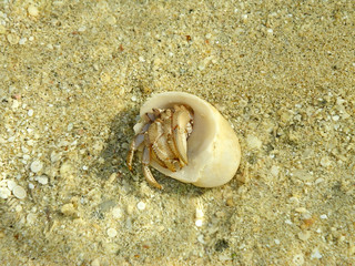 Beach crab
